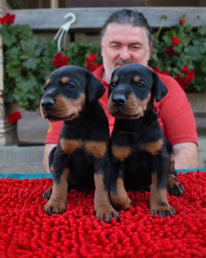 Altobello Dobermann Kennel Photo of the day