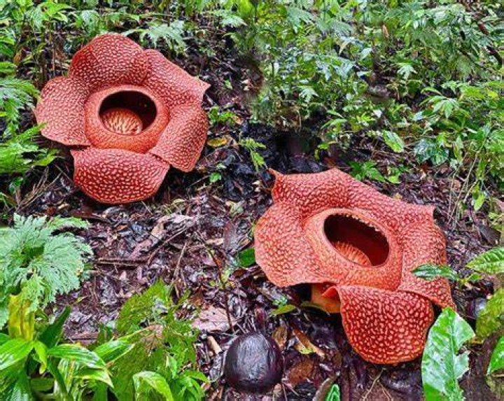 werde entscheiden Rafflesia Arnoldi Wortlaut virginia pablo escobar